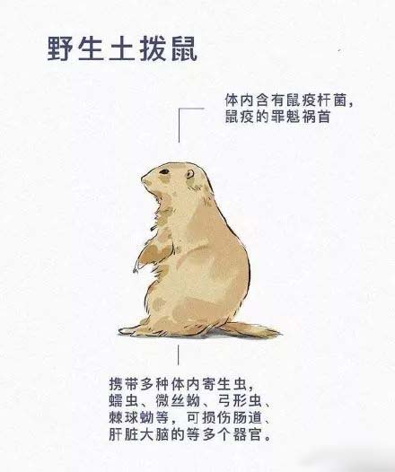 土拨鼠